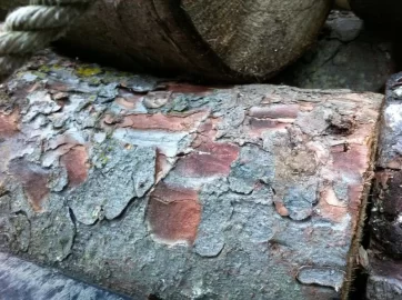[Hearth.com] tree id? Is this fir? If so what kind of fir?