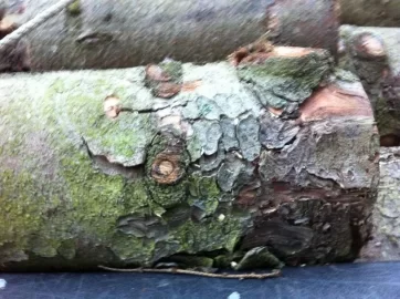 [Hearth.com] tree id? Is this fir? If so what kind of fir?