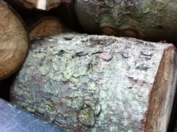 [Hearth.com] tree id? Is this fir? If so what kind of fir?