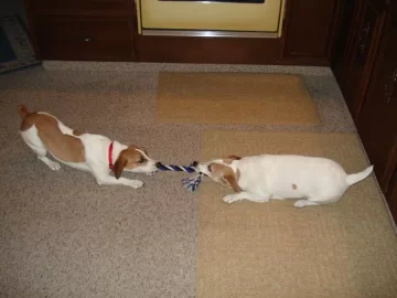 [Hearth.com] Oggie likes the new Hampton in the kitchen!