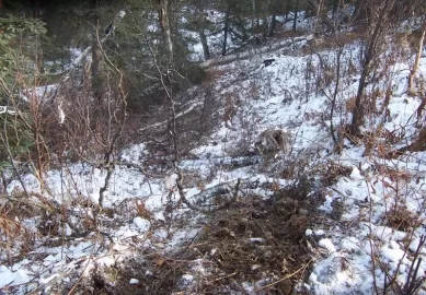 [Hearth.com] Local wood cutting area has snow. (Pics)