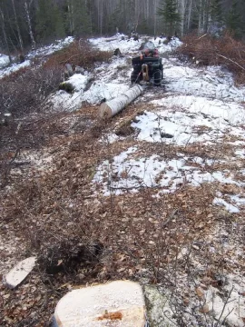 [Hearth.com] Local cutt'n area (AK)  2nd trip (Pics)