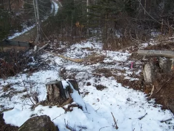 [Hearth.com] Local cutt'n area (AK)  2nd trip (Pics)