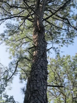 [Hearth.com] Pine ID @ the Zoo