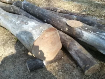 [Hearth.com] What kind of wood is this?
