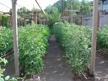 [Hearth.com] Tomato Arbor