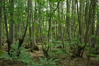 [Hearth.com] does anyone coppice trees for firewood anymore?