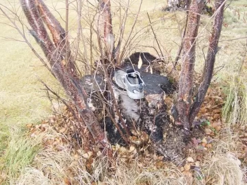 [Hearth.com] does anyone coppice trees for firewood anymore?