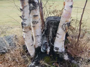[Hearth.com] does anyone coppice trees for firewood anymore?