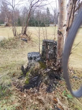 [Hearth.com] does anyone coppice trees for firewood anymore?