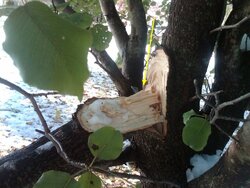 Anyone have tree damage from this Winter Nor'Easter in October? - What kind? Any Pics?