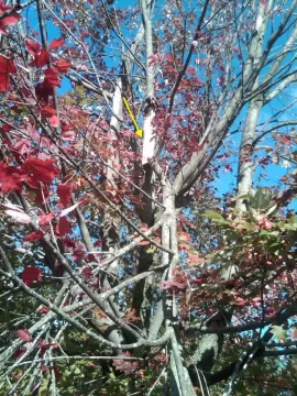 [Hearth.com] Anyone have tree damage from this Winter Nor'Easter in October? - What kind? Any Pics?