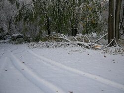 Anyone have tree damage from this Winter Nor'Easter in October? - What kind? Any Pics?
