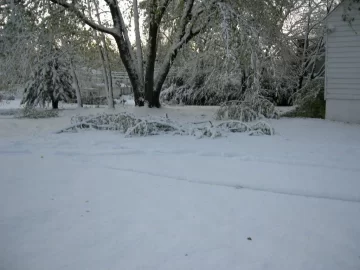 [Hearth.com] Anyone have tree damage from this Winter Nor'Easter in October? - What kind? Any Pics?