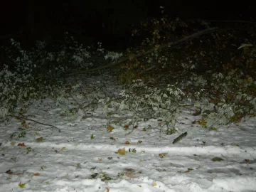 [Hearth.com] Anyone have tree damage from this Winter Nor'Easter in October? - What kind? Any Pics?
