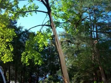 [Hearth.com] Anyone have tree damage from this Winter Nor'Easter in October? - What kind? Any Pics?