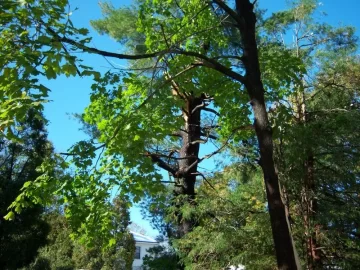 [Hearth.com] Anyone have tree damage from this Winter Nor'Easter in October? - What kind? Any Pics?