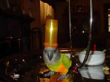 [Hearth.com] My Parrot is messing with me