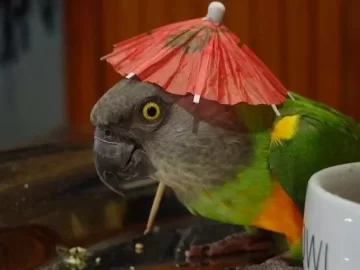 [Hearth.com] My Parrot is messing with me