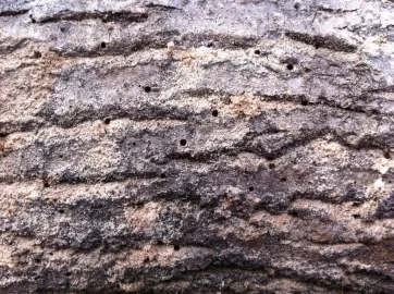 [Hearth.com] Name that pest