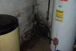 [Hearth.com] Black Mold