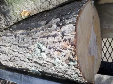 [Hearth.com] Tree ID