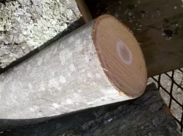[Hearth.com] Tree ID
