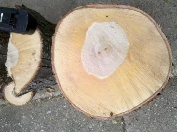 [Hearth.com] Tree ID