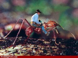Giant-Ant--34222.jpg