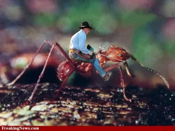 [Hearth.com] Do regular ants live in wood?