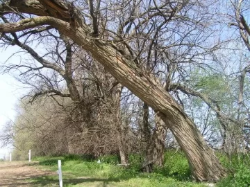 [Hearth.com] osange orange tree  (I think)