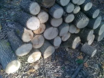 [Hearth.com] Double Tree ID Request