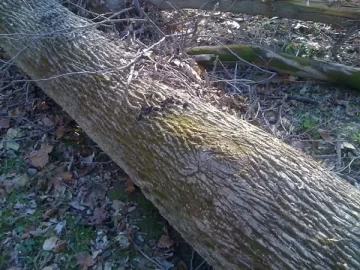 [Hearth.com] Double Tree ID Request