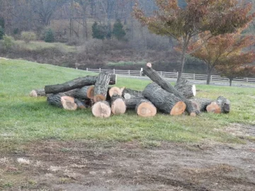 [Hearth.com] Tree service Score