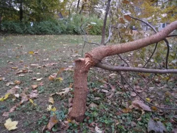 [Hearth.com] Can this tree be saved?