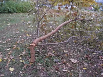 [Hearth.com] Can this tree be saved?