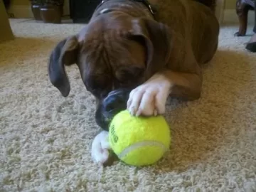 [Hearth.com] My new (canine) boyfriend....