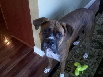 [Hearth.com] My new (canine) boyfriend....