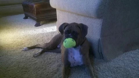 [Hearth.com] My new (canine) boyfriend....