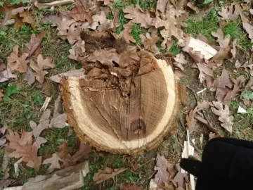 [Hearth.com] Wood Identificaiton Help and Pictures from this Morning