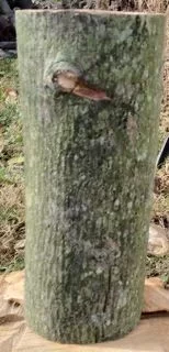 [Hearth.com] Yet another tree ID...