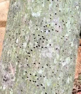 [Hearth.com] Yet another tree ID...