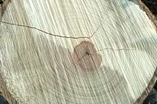 [Hearth.com] Yet another tree ID...