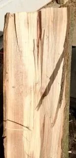 [Hearth.com] Yet another tree ID...