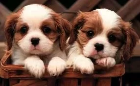 [Hearth.com] My new (canine) boyfriend....
