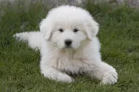 [Hearth.com] My new (canine) boyfriend....