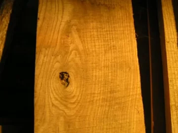 [Hearth.com] Cut the Red Elm or let it go?