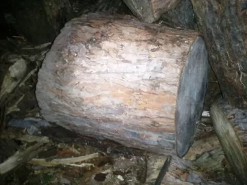 [Hearth.com] wood id for newbie please