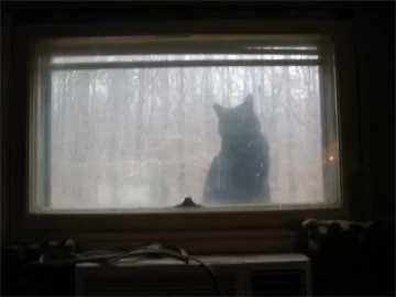 [Hearth.com] Who Needs a Stove Thermometer When You Have a Dog...