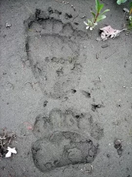 [Hearth.com] Another 2 trailer loads to the wood box.